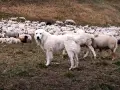 Un chien de berger Patou veille sur un troupeau de moutons dans un pré.