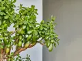 Un exuberante árbol de jade con hojas carnosas y verdes. Consejos para el arbol de jade cuidados: luz brillante indirecta y riego moderado.