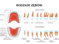 Ząb 26: Który to? Poznaj swoją lewą górną szóstkę!
