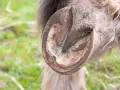 Gros plan sur le glome d'un cheval, montrant la texture et les détails de son sabot.