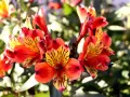 En kruka med lysande alstroemeria i nyanser av orange och rött, med mörka streck på kronbladen.