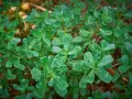 Gocce di rugiada brillano sulle foglie carnose dell'erba portulaca, che si estende rigogliosa sul terreno.