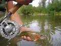 Fischer hält frisch gefangene Forelle im Wasser. Die Angelrolle und Rute sind sichtbar. Dies ist ein Beispiel für das, was ist stippfischen.