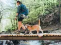 Donna con zaino e cane beagle attraversa un ponte di legno durante un'avventura di trekking con il cane in un bosco verdeggiante.