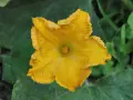 Un vibrante fiore di zucca giallo, simbolo del periodo estivo, si apre tra le foglie verdi.