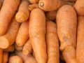Mnóstwo pomarańczowych marchewek, bogatych w beta karoten, które mogą przynieść wiele korzyści dla zdrowia.
