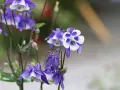 Zarte Akelei-Blüten in Violett und Weiß, ideal für sonnige bis halbschattige Standorte im Garten.