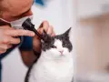 Weterynarz bada ucho kota brytyjskiego klapouchego.