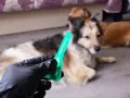 Co ile odrobaczać psa, aby zapewnić mu zdrowie i bezpieczeństwo?