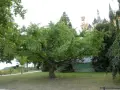 En ståtlig ginkgo biloba med sina karaktäristiska flikiga blad står i en park framför ett slott.