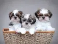 Shih Tzu sierść czy włosy - poznaj różnice i pielęgnację tej rasy
