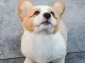 Uroczy szczeniak corgi z wielkimi uszami patrzy w górę, ciekawy świata. Takie słodkie są psy, gdy są szczeniakami.