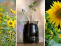 En bildsvit som visar hur man kan odla solrosor, från små groddar i en glasburk till fullvuxna blommor i en solig äng.