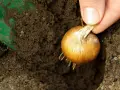 Eine Hand hält eine Zwiebel, bereit zum zwiebel einpflanzen in die Erde. Eine grüne Schaufel liegt daneben.