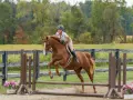 Une cavalière et son cheval brun sautent une barrière. Le hunter est en plein effort, montrant sa puissance et son agilité.