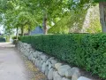 Eine dichte Hecke aus Eibe pflanzen säumt einen Weg mit Steineinfassung. Dahinter ein reetgedecktes Haus und Bäume.