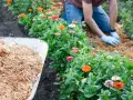 A gardener demonstrates how to lay mulch around vibrant zinnias. A wheelbarrow full of mulch sits nearby.