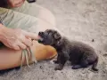 Szczeniak gryzie? Oducz go! Zrozum przyczyny i działaj skutecznie