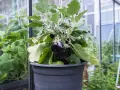 En kruka med en planta som bär flera mörka, glänsande auberginer. Det är en vacker syn att se hur man kan odla aubergine i växthus.