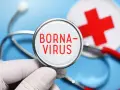 Borna Virus Symptome: Warnsignale, die Sie nicht ignorieren sollten