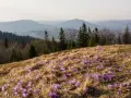 Wiosna na stokach gór z Turbaczem. Fioletowe krokusy kwitną na trawiastym zboczu, a w tle widać łagodne, zamglone pasma górskie.