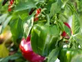 Peperoni verdi e rossi maturi pronti per essere raccolti, un ottimo risultato del coltivare peperoni.