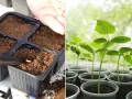 Siew ogórków na rozsadę: ręka z nasionami nad doniczką z ziemią i młode sadzonki w plastikowych kubeczkach.