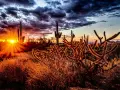 Cactus silhouette se découpant sur un ciel dramatique lors d'un magnifique couché de soleil. Les rayons du soleil percent les nuages sombres, illuminant le paysage désertique d'une lueur dorée.