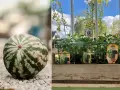 En randig vattenmelon ligger på grus. Bredvid, plantor av "Pony Red F1" melon, redo att odla i kruka.
