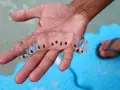 Una mano sostiene una cadena de salpas que son transparentes y gelatinosas, con pequeños puntos oscuros en su interior.