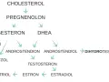 Schemat przedstawia szlaki metaboliczne hormonów steroidowych, od cholesterolu do estrogenów, w tym progesteronu, kluczowego dla cyklu miesiaczkowego.
