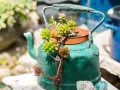 Alter grüner Teekessel dient als Blumentopf für Sukkulenten. Eine kreative Idee, um den Garten mit alten Sachen zu dekorieren.