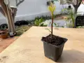 Jeune plant d'avocatier avec une tige trop longue, en pot sur une table en bois.
