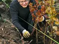Man planterar en ny lindhäck. Han har handskar och böjer sig ner för att placera en planta i jorden.
