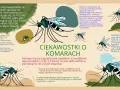 Czy komary są pożyteczne? Większość żywi się nektarem, zapylając rośliny. Choć przenoszą choroby, nie wszystkie gatunki piją krew.