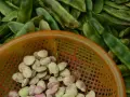 Kiedy sezon na bób? Sprawdź, kiedy jest najtańszy i najlepszy!