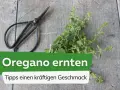 Frische Kräuter für den perfekten Geschmack: Mit einer kleinen Schere wird jetzt oregano ernten zum Kinderspiel.