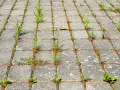 Chwasty wyrastające między kostkami brukowymi. Może czas na sól na chwasty?
