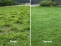 Vorher-Nachher-Vergleich eines Rasens, der mit Blaukorn behandelt wurde. Links der ungepflegte Rasen, rechts der dicht grüne, gesunde Rasen.