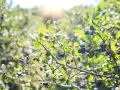 Gros plan sur des myrtilles sauvages mûres sur une branche, baignées par la lumière du soleil.
