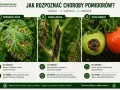 Objawy chorób pomidorów: plamy na liściach, ciemne zmiany na łodygach i gnijące owoce. Szybka reakcja zapobiega rozprzestrzenianiu się chorób.