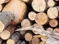 Jakie są limity średnicy drzewa do wycięcia bez zezwolenia?