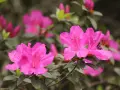 Magnifique floraison d'azalées roses vives, leurs pétales délicats ornés de taches plus foncées, annonçant le printemps.