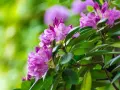 Fioletowe kwiaty rododendronu, gotowe do przycinania po kwitnieniu, otoczone zielonymi liśćmi.