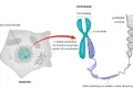 Komórka z jądrem, gdzie chromatyna tworzy chromosomy. Pokazano budowę chromosomu i podwójną nić DNA, kluczowy element każdego genu.