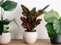 Tres plantas pequeñas de interior: una Monstera con hojas verdes, una Croton con hojas rojas y naranjas, y una Calathea con hojas rayadas verdes y blancas.