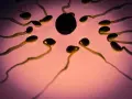 Spermatozoidy zbliżają się do komórki jajowej. Jak smakuje sperma? To pytanie, na które nie ma jednej odpowiedzi, smak jest indywidualny.