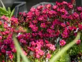 Bienenfreundliche polsterstauden als beeteinfassung, leuchtend pinke Blüten mit gelben Zentren, ideal für Steingärten und Trockenmauern.