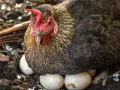 Gallina che cova le uova. Quante uova fa una gallina al giorno? Dipende dalla razza e dalla stagione, ma questa ne ha già deposte diverse!