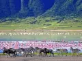 Stado zebr i gnu przemierza brzeg jeziora w Ngorongoro, gdzie tysiące flamingów tworzy różowy dywan.
